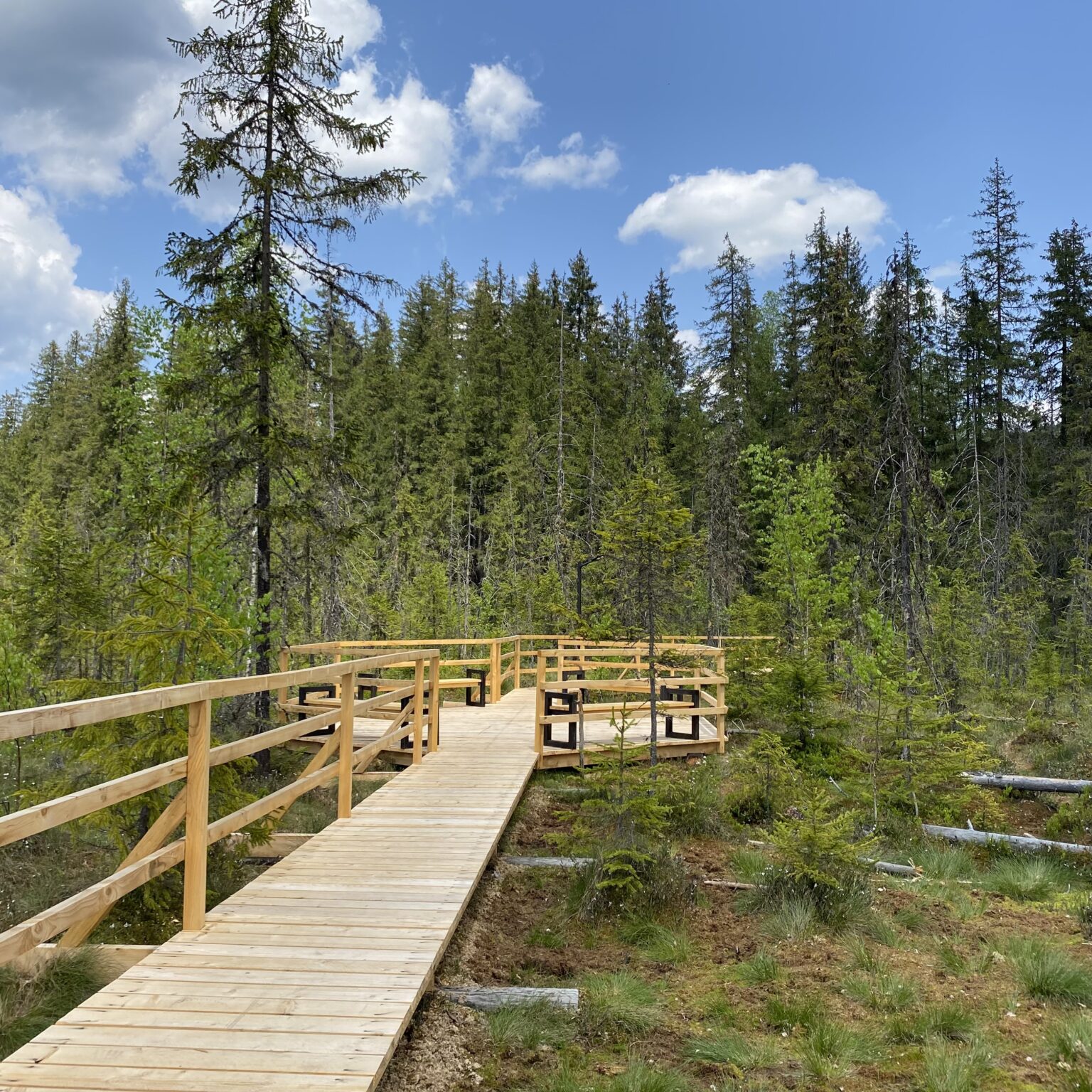 Restored natural location in Vorokhta: Rudyak high-altitude bog in figures